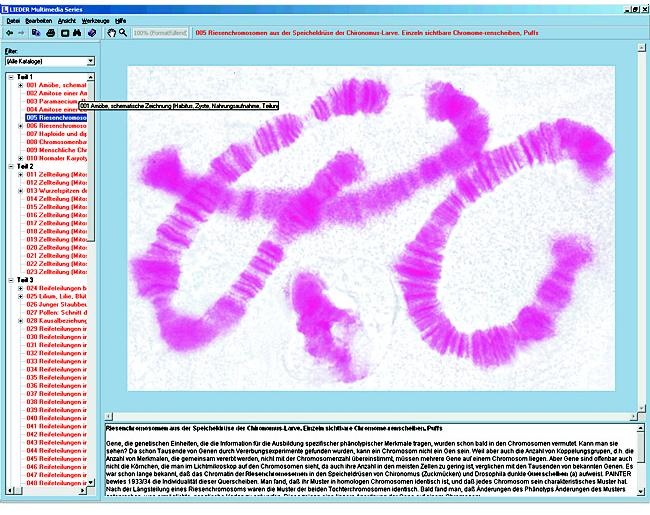Zellteilung und Reifeteilung (Mitose und Meiose), Interaktive CD-ROM