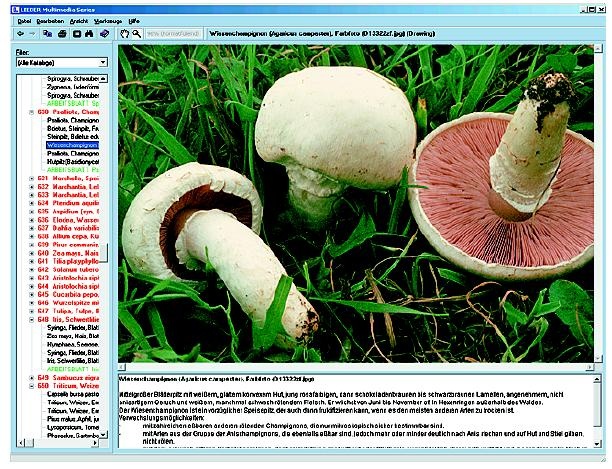 Unsere Speise- und Giftpilze, Interaktive CD-ROM
