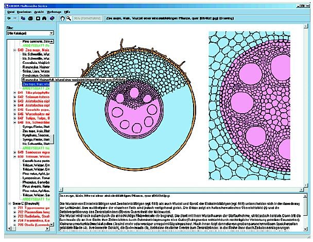 Das Wunder der Pflanzenzelle, Interaktive CD-ROM