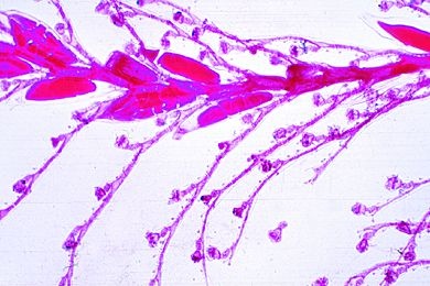 Mikropräparat - Plumularia setacea, Polypenstock total
