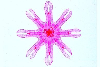 Mikropräparat - Aurelia, Ephyra total