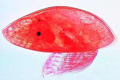 Mikropräparat - Balanus balanoides, Seepocke, Naupliuslarven