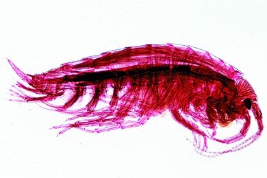 Mikropräparat - Gammarus, Bachflohkrebs, total