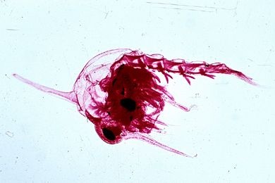 Mikropräparat - Carcinus maenas, Strandkrabbe, Zoea-Larven