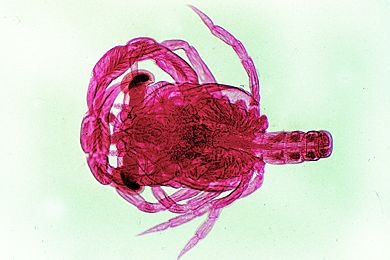 Mikropräparat - Megalopa Larve der Strandkrabbe (Carcinus maenas), total *