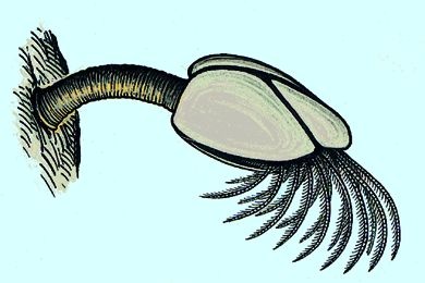 Mikropräparat - Lepas, Entenmuschel, Rankenfuß, total