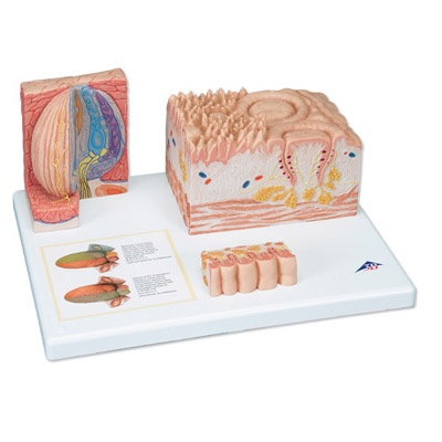 3B MICROanatomie™ Zungen Modell