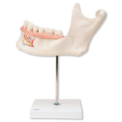 Unterkieferhälfte, 3-fache Größe, 6-teilig