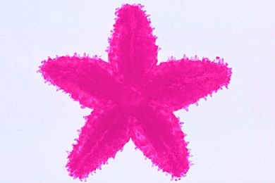 Mikropräparat - Asterias, Seestern, junges Tier total * Mikropräparat - Asterias, Seestern, junges Tier total *