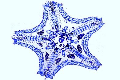 Mikropräparat - Asterias, junges Tier, Flach- (Horizontal) Schnitt