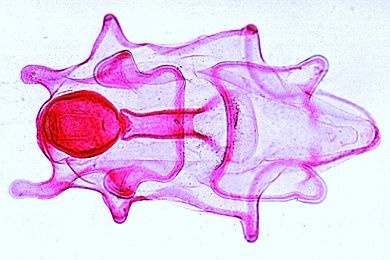 Mikropräparat - Asterias, Bipinnaria-Larve Mikropräparat - Asterias, Bipinnaria-Larve