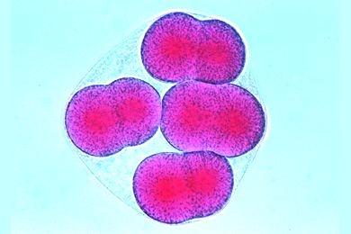 Mikropräparat - Psammechinus, Acht-Zellen-Stadium