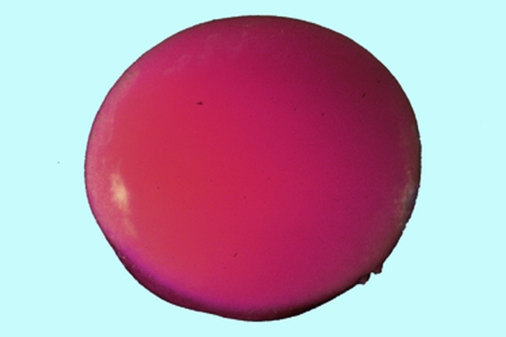 Mikropräparat - Frosch, Ungefurchtes Ei, Querschnitt