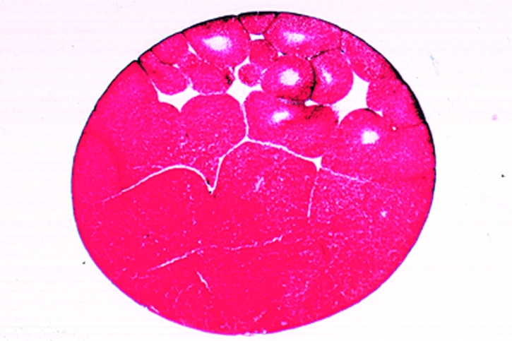 Mikropräparat - Frosch, Morula, Längsschnitt. Mikro- und Makromeren
