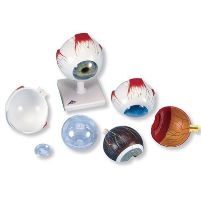 Auge, 5-fache Größe, 6-teilig