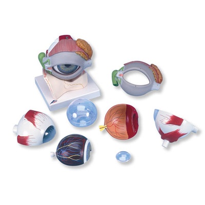 Auge, 5-fache Größe, 8-teilig