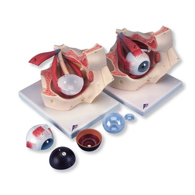 Auge in Augenhöhle, 3-fache Größe, 7-teilig