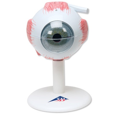 Augenmodell, 3-fache Größe, 6-teilig