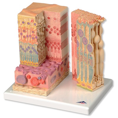 3B MICROanatomy™ Auge