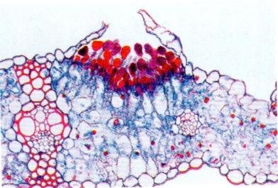 Mikropräparat Puccinia graminis Getreiderost Uredosporen auf Weizenhalm quer
