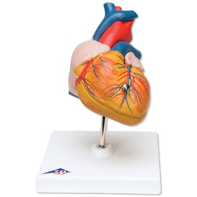 Klassik-Herz, 2-teilig