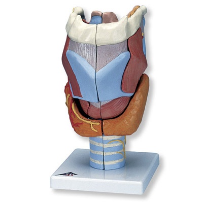 Kehlkopf, 2-fache Größe, 7-teilig Kehlkopf, 2-fache Größe, 7-teilig