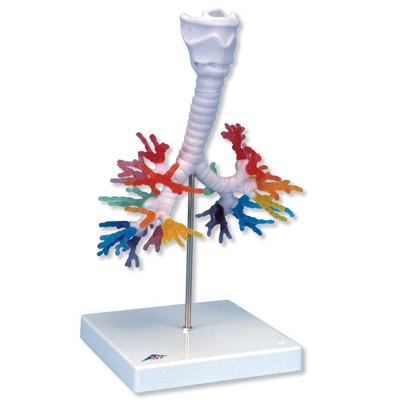 CT-Bronchialbaum mit Kehlkopf