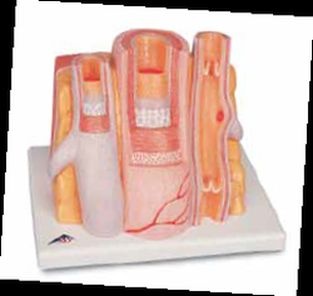 3B MICROanatomy™ Arterie und Vene - 14-fache Vergrößerung