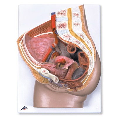 Weibliches Becken, 2-teilig