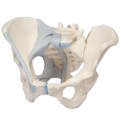 Weibliches Becken mit Bändern, 3-teilig