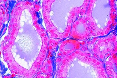 Mikropräparat - Einschichtiges kubisches Epithel im Schnitt