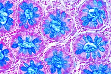 Mikropräparat - Drüsenepithel, einzellige Schleimdrüsen im Schnitt durch den Dickdarm, Mensch