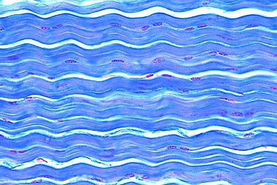 Mikropräparat - Sehne längs, Mensch