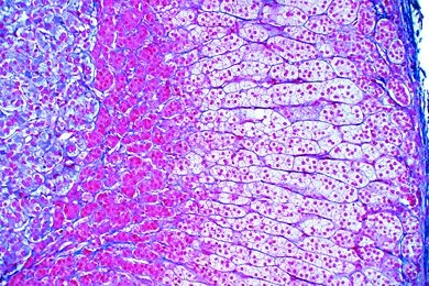 Mikropräparat-Nebenniere, Gl. suprarenalis, quer