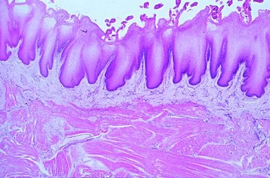 Mikropräparat - Zunge vom Menschen, quer