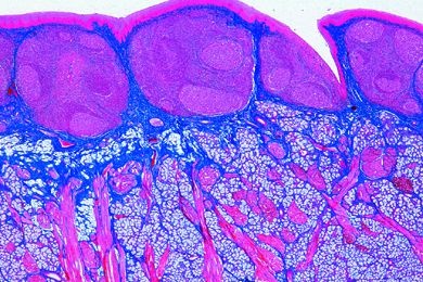Mikropräparat - Weicher Gaumen, quer