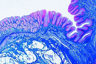 Mikropräparat - Magen, Region der Cardia, quer *