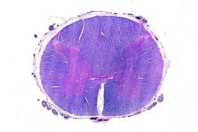 Mikropräparat - Rückenmark, Lumbalregion quer, Klüver-Barrera