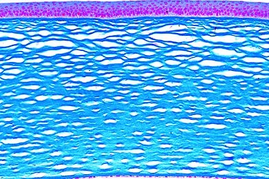 Mikropräparat - Hornhaut des Auges (Cornea), quer, Mensch