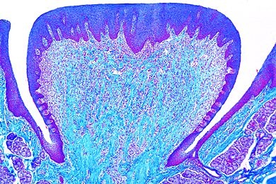 Mikropräparat - Geschmackspapillen der Zunge, quer *