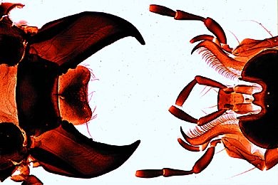 Mikropräparat - Carabus spec., Laufkäfer, beißende Mundwerkzeuge, zerlegt *