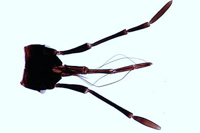 Mikropräparat - Pyrrhocoris, Feuerwanze, stechend-saugende Mundwerkzeuge total