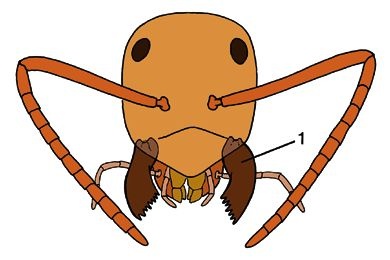 Mikropräparat Ameise, Formica spec. Kopf u. Mundwerkzeuge total