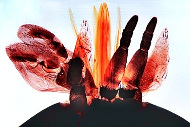 Mikropräparat - Tabanus, Bremse, stechend-saugende Mundwerkzeuge total