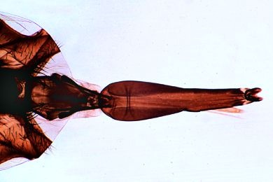 Mikropräparat - Stomoxys calcitrans, Wadenstecher, stechend-saugende Mundwerkzeuge total