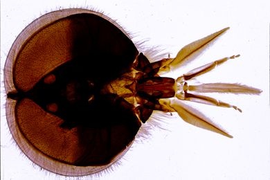 Mikropräparat - Apis mellifica, Mundwerkzeuge der Drohne, total