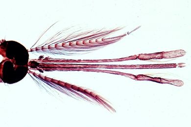 Mikropräparat - Anopheles, Malariamücke, Kopf und Mundteile vom Männchen total