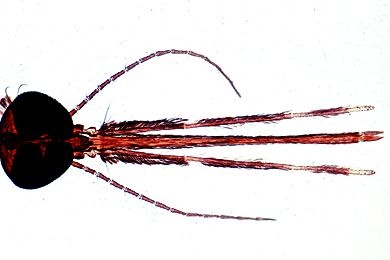 Mikropräparat - Anopheles, Kopf und Mundteile vom Weibchen total