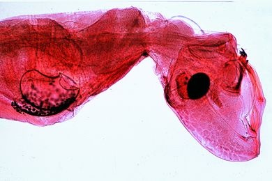 Mikropräparat - Libellenlarve, Mundwerkzeuge mit Fangmaske total *
