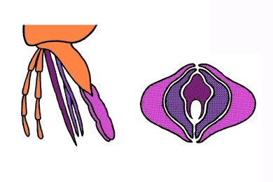 Mikropräparat - Floh, Mundwerkzeuge, quer *